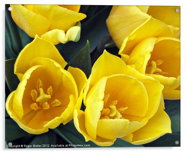 Yellow Tulips - Top View Acrylic by Roger Butler