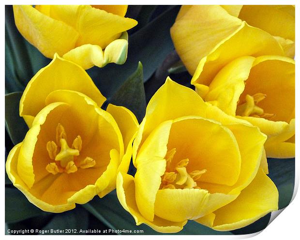 Yellow Tulips - Top View Print by Roger Butler