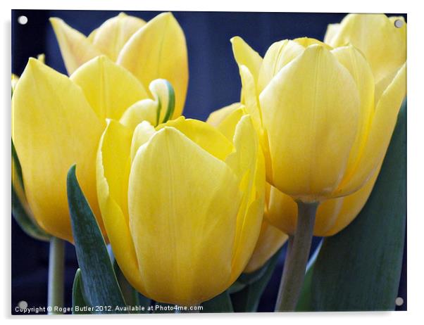 Yellow Tulips - Side View Acrylic by Roger Butler