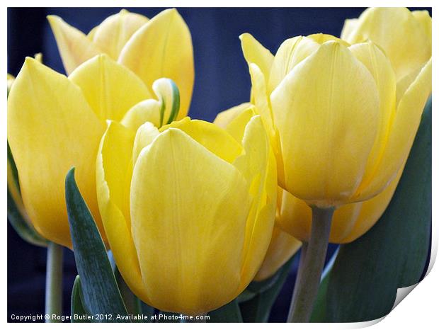 Yellow Tulips - Side View Print by Roger Butler