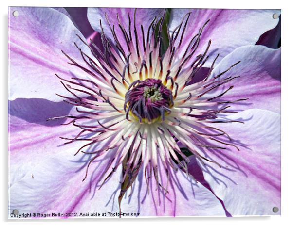 Clematis - Nellie Moser Acrylic by Roger Butler