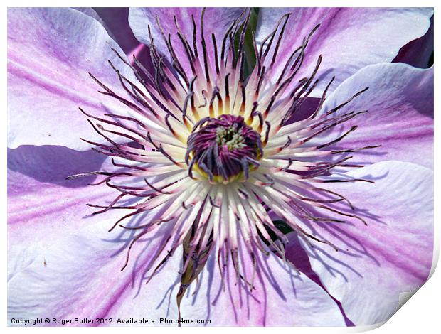 Clematis - Nellie Moser Print by Roger Butler