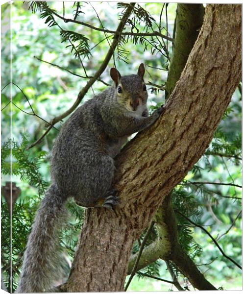 Grey Squirrel (oil painting effect) Canvas Print by Sharon Lisa Clarke
