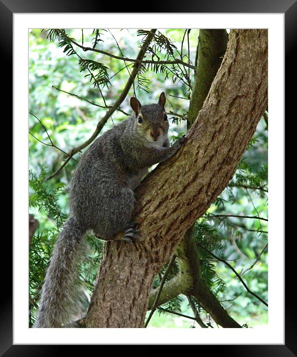 Grey Squirrel (oil painting effect) Framed Mounted Print by Sharon Lisa Clarke
