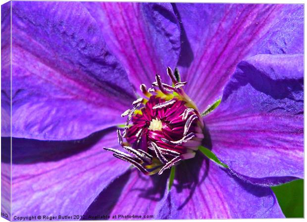 Clematis - Mrs N Thompson Canvas Print by Roger Butler