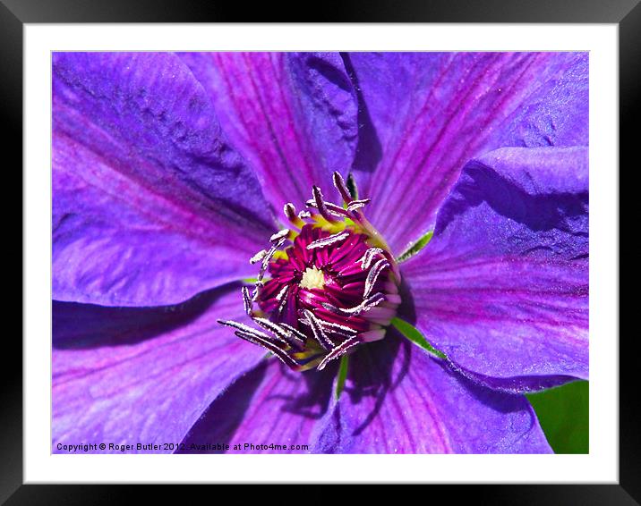 Clematis - Mrs N Thompson Framed Mounted Print by Roger Butler