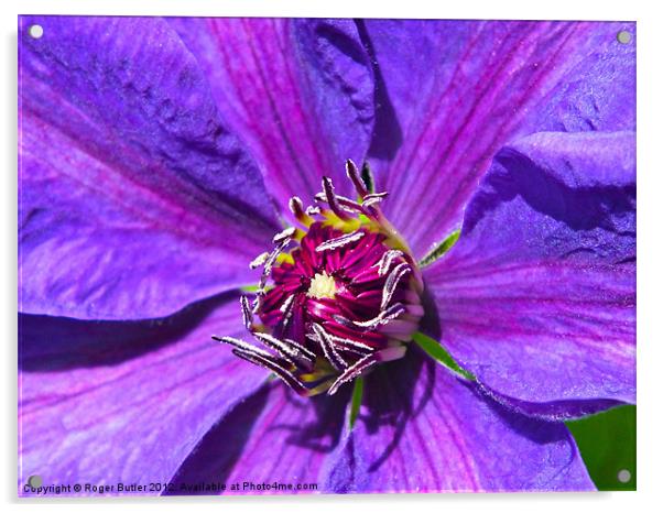 Clematis - Mrs N Thompson Acrylic by Roger Butler