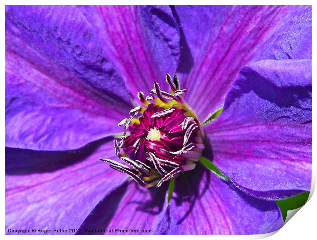 Clematis - Mrs N Thompson Print by Roger Butler