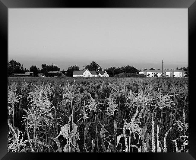 corn field Framed Print by Isabel Antonelli
