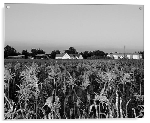 corn field Acrylic by Isabel Antonelli