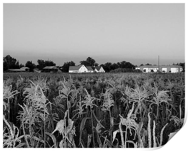 corn field Print by Isabel Antonelli