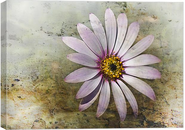 African Daisy Canvas Print by Jacqi Elmslie