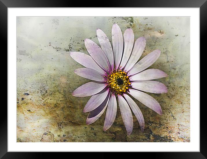 African Daisy Framed Mounted Print by Jacqi Elmslie