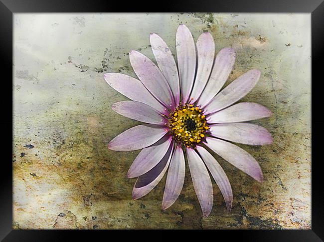 African Daisy Framed Print by Jacqi Elmslie
