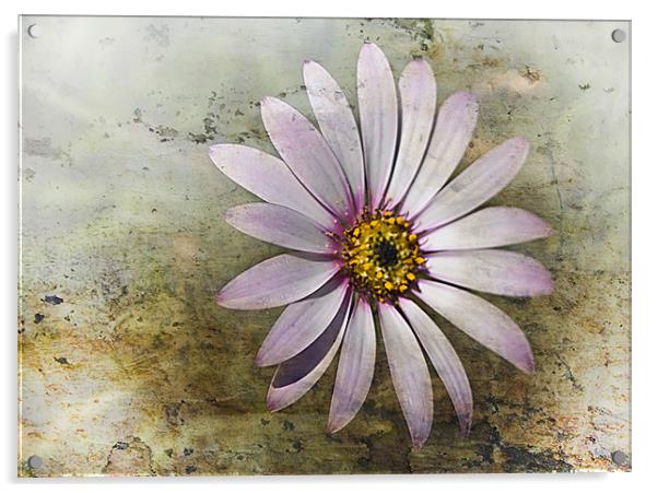 African Daisy Acrylic by Jacqi Elmslie