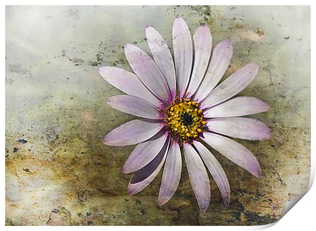 African Daisy Print by Jacqi Elmslie