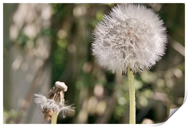 Dandelion Print by Frankie Arkell