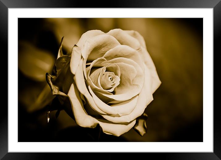 Red Rose Framed Mounted Print by Tony Polain