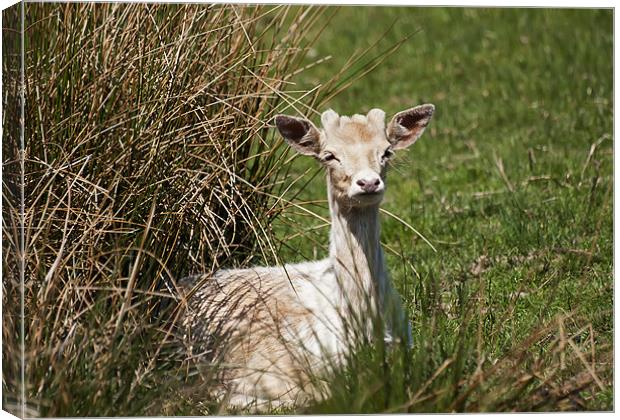Fallow Deer Canvas Print by Sam Smith