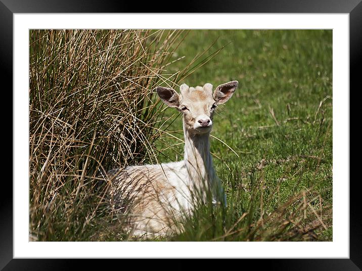 Fallow Deer Framed Mounted Print by Sam Smith