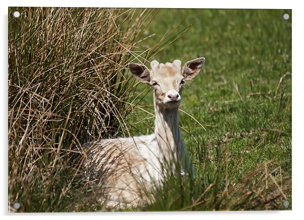 Fallow Deer Acrylic by Sam Smith