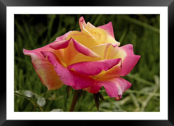 My two colours rose Framed Mounted Print by Michelle PREVOT