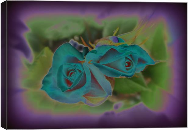 blue roses Canvas Print by sue davies