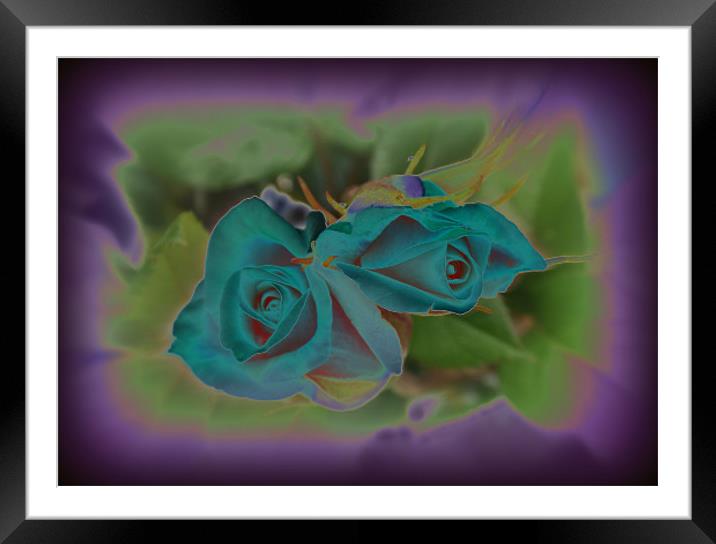 blue roses Framed Mounted Print by sue davies