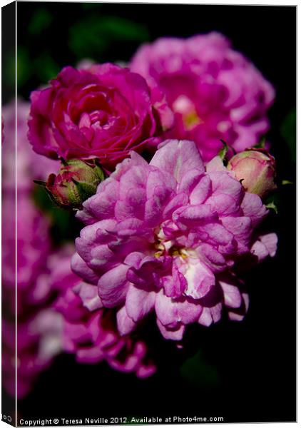 Miniature pink double rose Canvas Print by Teresa Neville