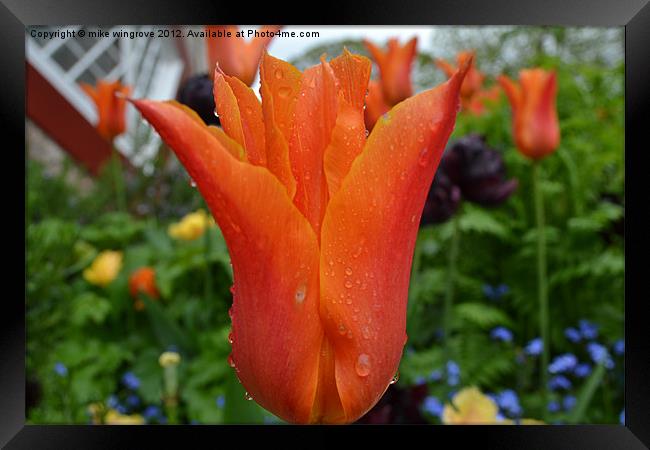 Orange Bloom Framed Print by mike wingrove