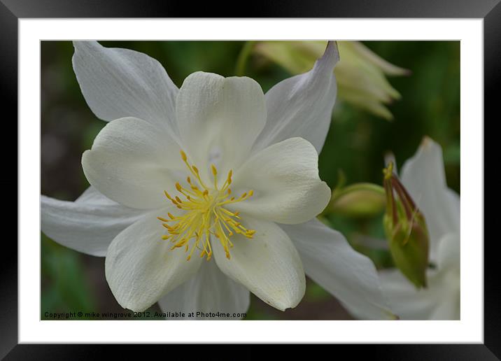white petal Framed Mounted Print by mike wingrove