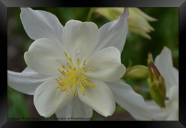white petal Framed Print by mike wingrove