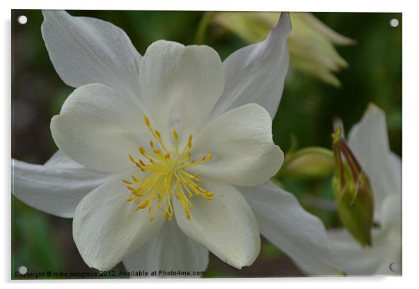 white petal Acrylic by mike wingrove