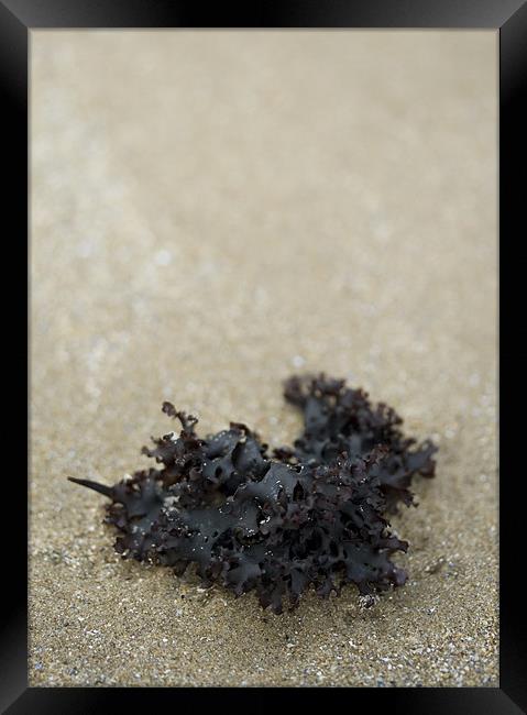 Seaweed on the Beach Framed Print by J Lloyd