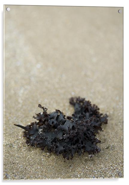Seaweed on the Beach Acrylic by J Lloyd