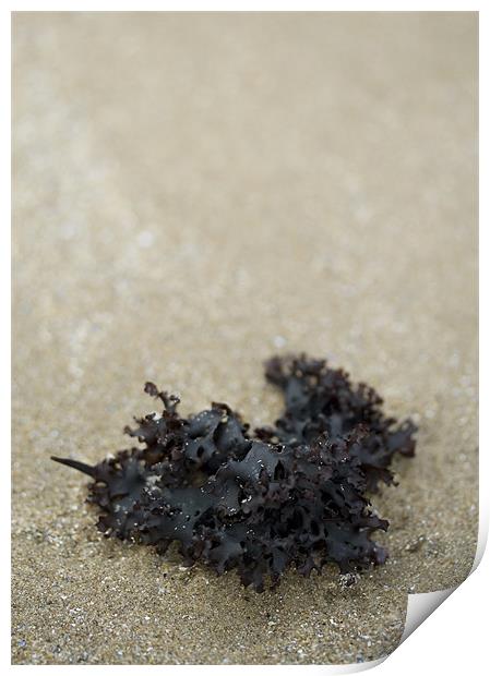 Seaweed on the Beach Print by J Lloyd