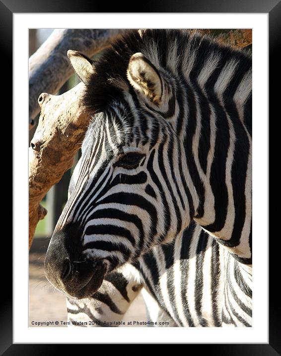 The Zebra's Face Framed Mounted Print by Terri Waters