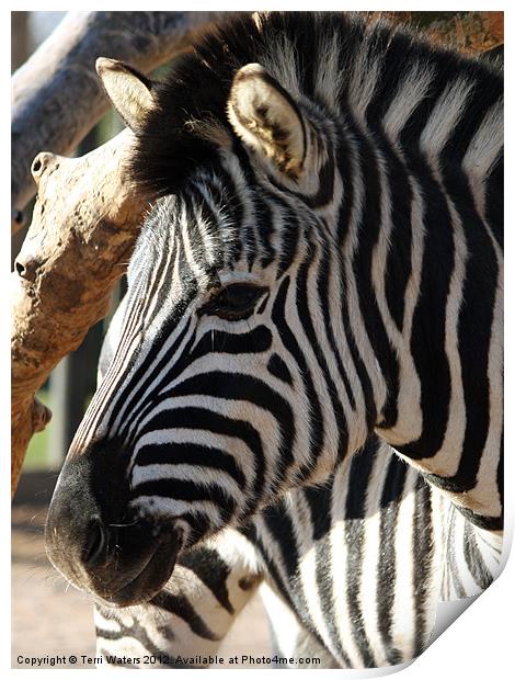 The Zebra's Face Print by Terri Waters