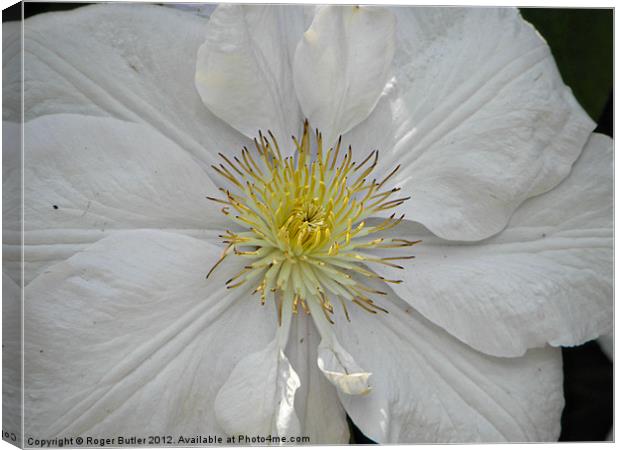 Clematis - Mrs George Jackman Canvas Print by Roger Butler