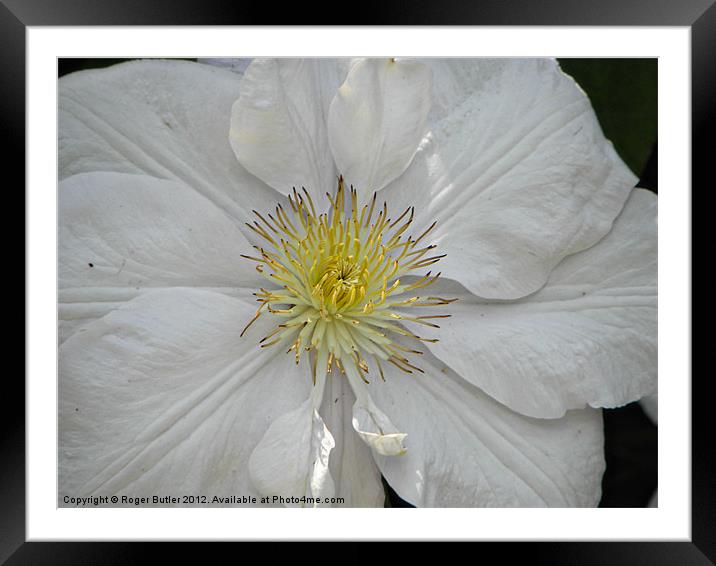 Clematis - Mrs George Jackman Framed Mounted Print by Roger Butler