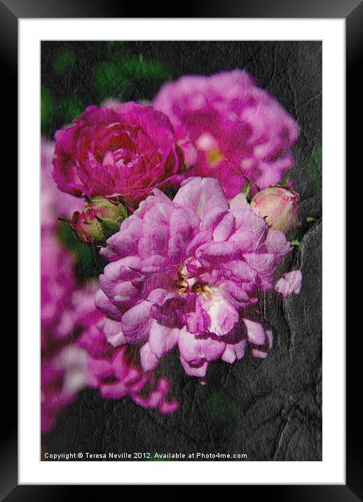 Miniature pink rose with texture Framed Mounted Print by Teresa Neville
