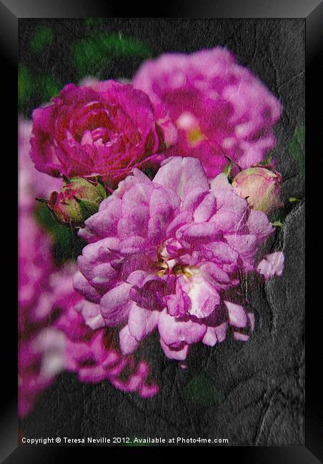Miniature pink rose with texture Framed Print by Teresa Neville