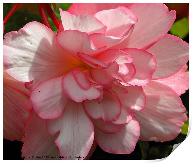 Trailing Begonia Print by Roger Butler