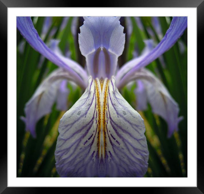 illusions of the iris Framed Mounted Print by Heather Newton