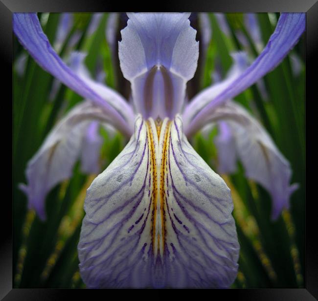 illusions of the iris Framed Print by Heather Newton