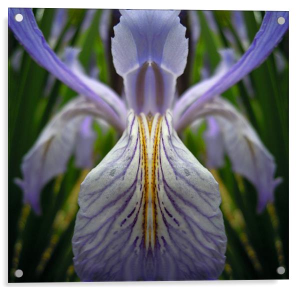illusions of the iris Acrylic by Heather Newton