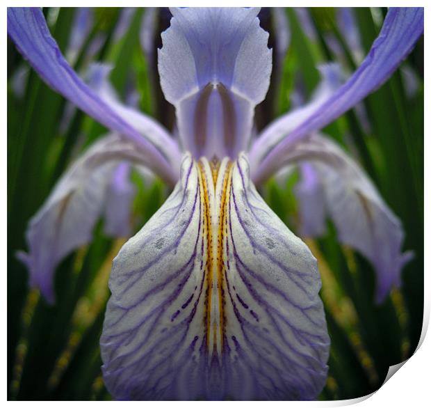 illusions of the iris Print by Heather Newton