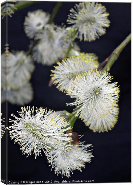 Pussy Willow Canvas Print by Roger Butler