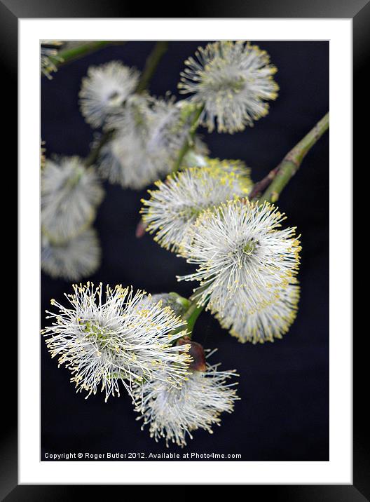 Pussy Willow Framed Mounted Print by Roger Butler