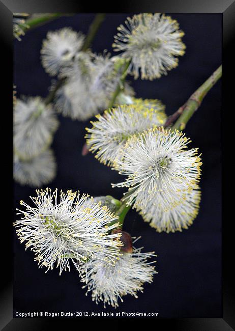 Pussy Willow Framed Print by Roger Butler